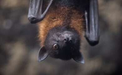 eDNA: dé doorbraak voor het detecteren van vleermuisverblijven